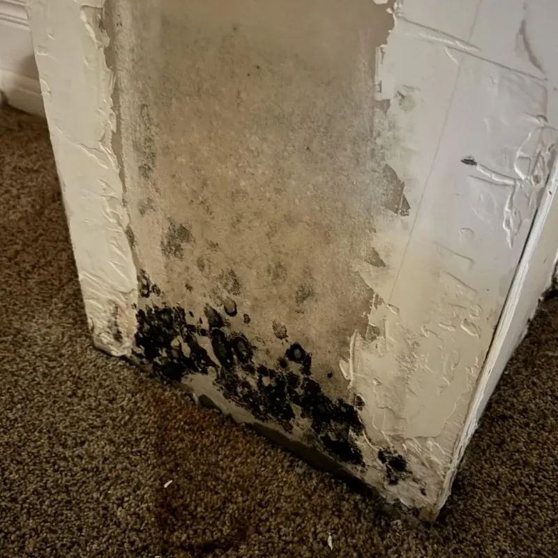 Professional Mold Removal in Springfield, MI
